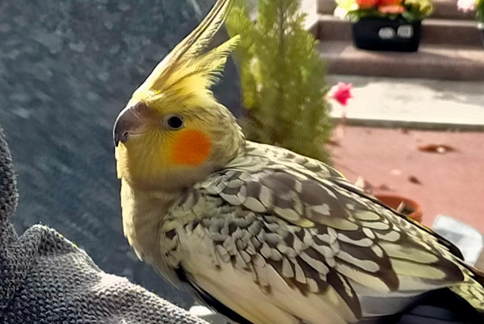 Fundmeldung Vogel Unbekannt Le Blanc-Mesnil Frankreich