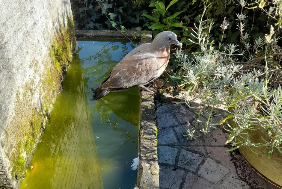 Discovery alert Bird Unknown Maurepas France