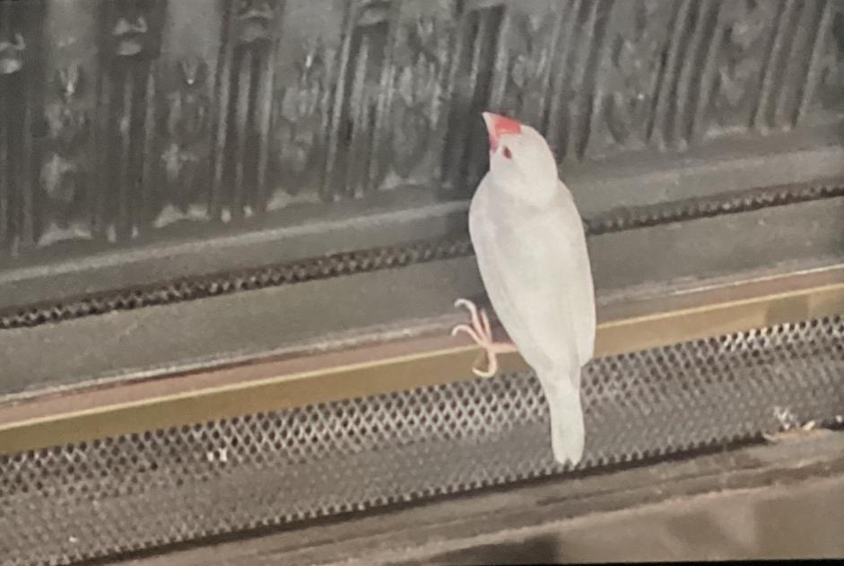 Alerte Disparition Oiseau Mâle , 2024 ans Les Sables-d'Olonne France