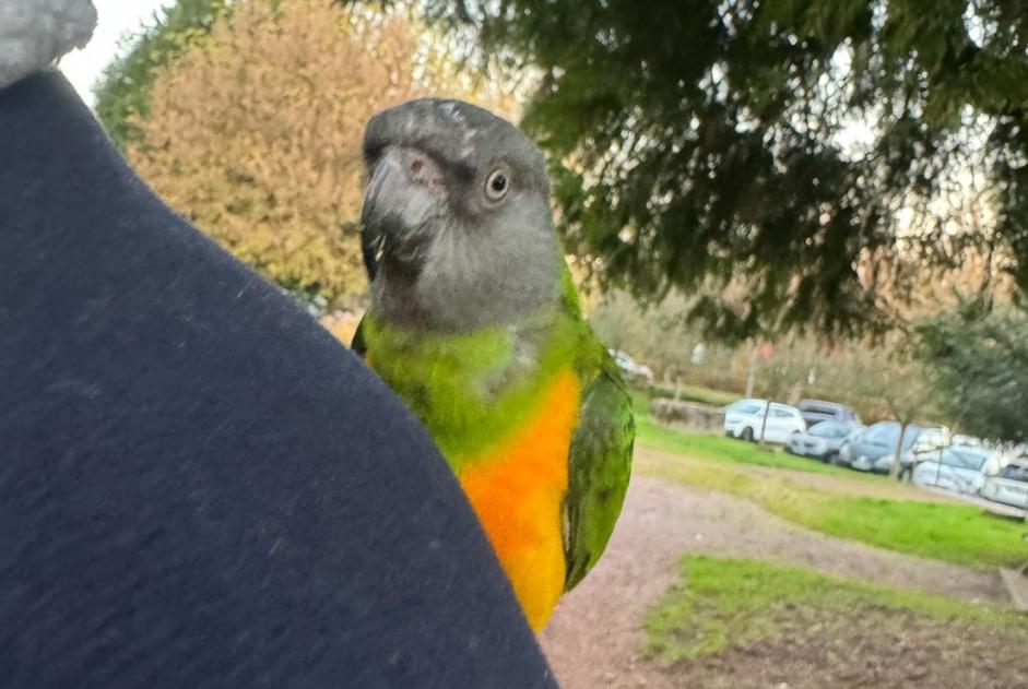 Alerte Découverte Oiseau Inconnu Creutzwald France